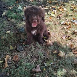 Portuguese Water Dog Puppies from Pine Ridge Porties