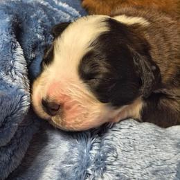 Boy 3 - Brown and white male Saint Bernard puppy in Clover, South Carolina from Sweetest Saints