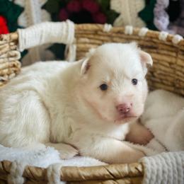 Rooster - White male Pomsky puppy in Greenville, South Carolina from Thicketty Mountain Pomskies