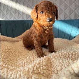 Remy - Red  male Poodle puppy in Beaverton, Oregon from Teddy toy poodle house