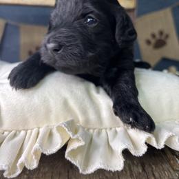 Melon - Black female Goldendoodle puppy in Cleveland, Georgia from The O.G. Doodles