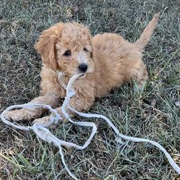 Cavapoo and Goldendoodle Puppies from Southern Country Doodles