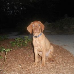 Vizsla Puppies from Mill Pond Farm Vizslas