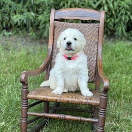Girl 3 - female Golden Retriever puppy in Germantown, Ohio from Doodle Patch Farm