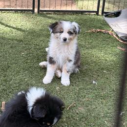 Finn - Blue merle male Australian Shepherd puppy in Placerville, California from BFF Aussies