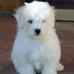Cotons de Tulear from Rock- A-Bye Cotons