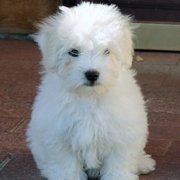 Cotons de Tulear from Rock- A-Bye Cotons
