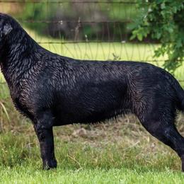 Labrador Retrievers from Small Batch Labradors