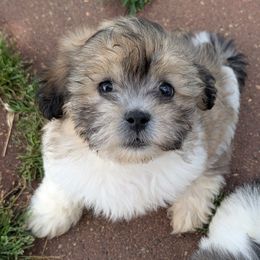Chester - Tri-color Coton de Tulear puppy in Mead, Oklahoma from Bar W Cotons