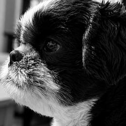 Shih Tzus from Manor Hills Shih Tzus