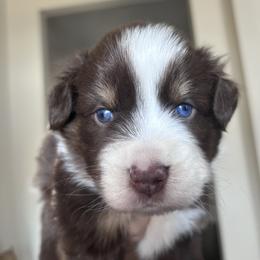 Australian Shepherd Puppies from Wylie Mini Aussies