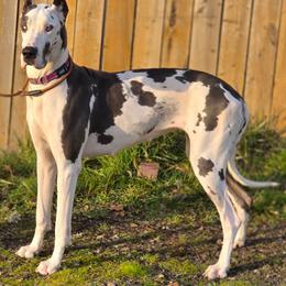 Boisee - Great Dane