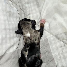 Opal - Dapple female Dachshund puppy in Ashland, Mississippi from Hope's pups