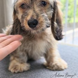 Chanel - Went Home - Cream female Dachshund puppy in Pauls Valley, Oklahoma from Simply Happy Dachshunds