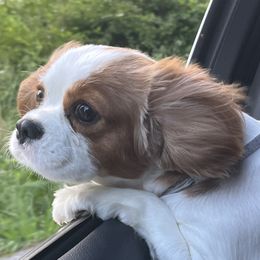 Winnie - Cavalier King Charles Spaniel