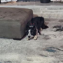 Woody - Border Collie