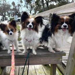 Papillons from Jeannie's Papillons