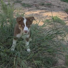 RTF Scarlet - Red tri-color female Australian Shepherd puppy in Magnolia, Texas from Oasam Aussies