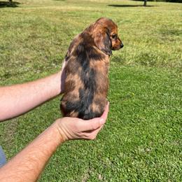 Ellie - Dapple female Dachshund puppy in Milroy, Pennsylvania from Not Your Average Weiner