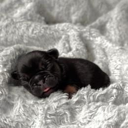 Boy 1 - Black and tan male French Bulldog puppy in Scobey, Montana from Hi-Line Frenchies