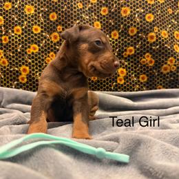 Teal Girl - Red and rust female Doberman Pinscher puppy in Knox, Indiana from Double River Dobermans
