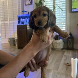 Rachel - Dapple female Dachshund puppy in Riverside, California from Mir and Dachshunds