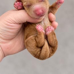 Salem - Red male Dachshund puppy in Riverton, Wyoming from Wild Rose Ridge Doxies