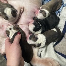 Bulldog Puppies from Heavenly English Bulldogs