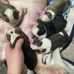 Bulldog Puppies from Heavenly English Bulldogs