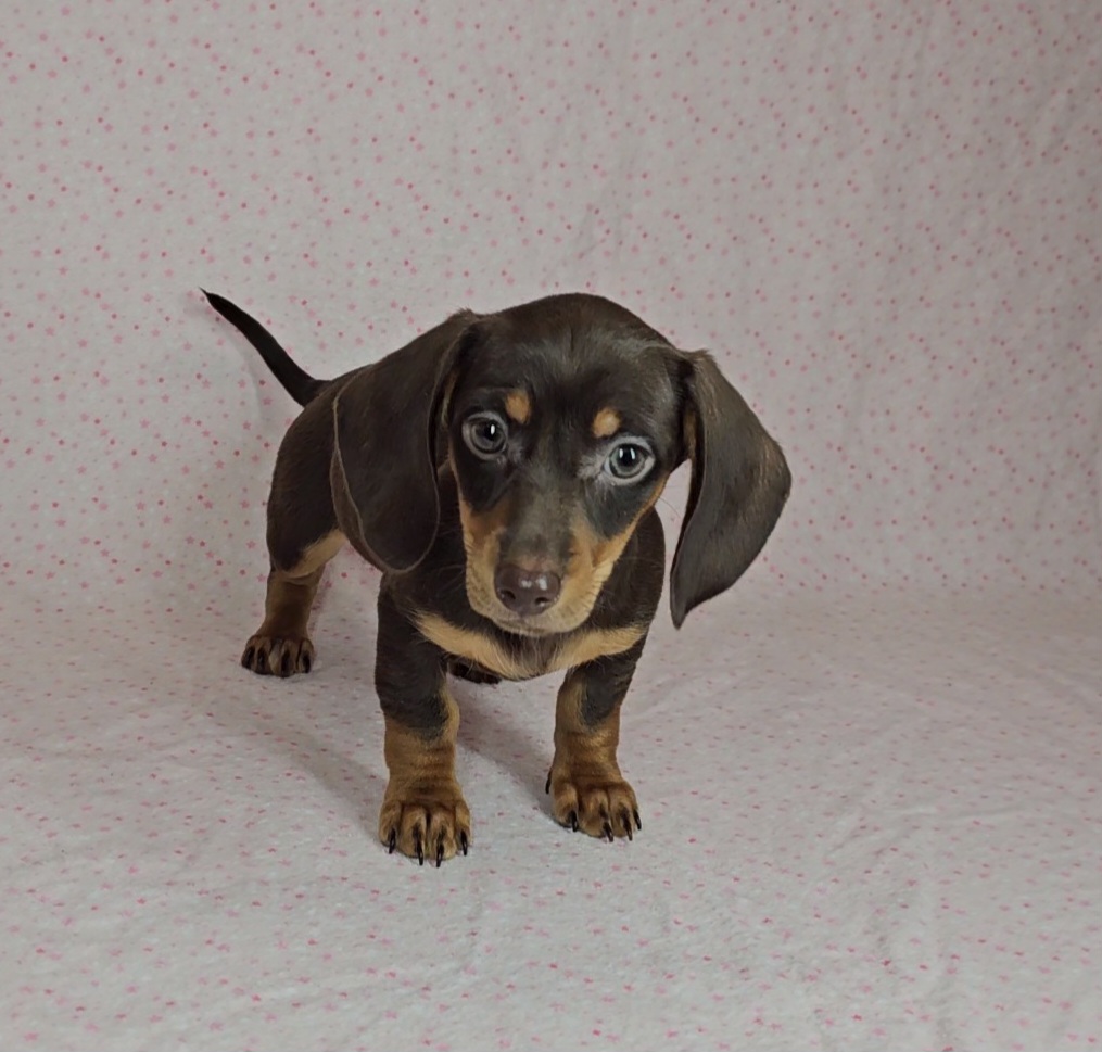 Dachshund Puppies from Newbern's Nuggets