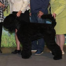 Black Russian Terrier All Grown Up from Red Shadow Black Russian Terriers