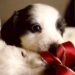 Otto - Piebald male Dachshund puppy in North Reading, Massachusetts from The Well Tempered Dachshund