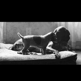 German Shorthaired Pointer All Grown Up from Majestik Kennels
