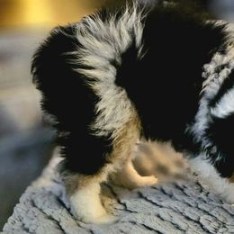 Miniature Australian Shepherd Puppies from Scearce breeders