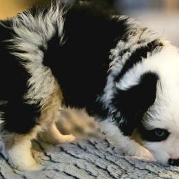 Miniature Australian Shepherd Puppies from Scearce breeders