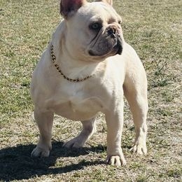 Moonshine - French Bulldog