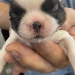 Shih Tzu Puppies from Willow Lane Shih Tzus