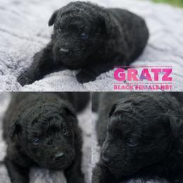 Gratz - Black female Mudi puppy in Gatlinburg, Tennessee from Greenbrier