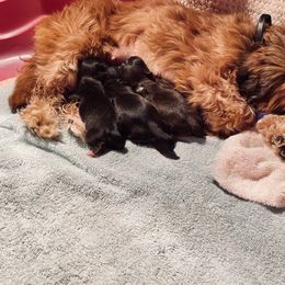 Shih Tzu Puppies from Smashville Shih-Tzus