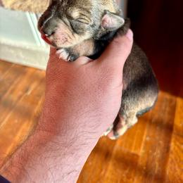 Boy 1 - Salt and pepper male Miniature Schnauzer puppy in Alabama from Little River Miniature Schnauzers