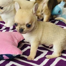 Chihuahua Puppies from Stardom Chihuahuas