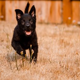 YELLOW Female - German Shepherd puppy in Vancouver, Washington from DraugrHaus German Shepherds