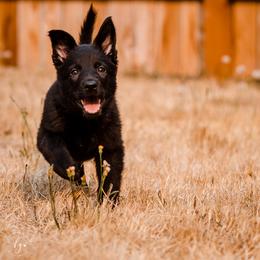 YELLOW Female - German Shepherd puppy in Vancouver, Washington from DraugrHaus German Shepherds