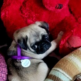 Pug Puppies from Pug Place Phoenix