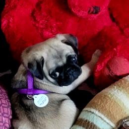 Pug Puppies from Pug Place Phoenix