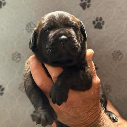 Dark Brown - Black brindle male Cane Corso puppy in Paris, Texas from Knucklehead Cane Corso