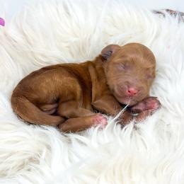 Male One - Red  male Goldendoodle puppy in Davison, Michigan from Dreaming Doodles