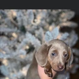 Dachshund Puppies from Camacho_Dachshunds