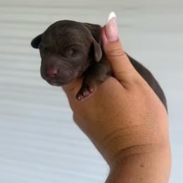 Marlo - Chocolate male Cavapoo puppy in 77304, Texas from Little Valley Puppies