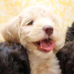 Australian Labradoodles and Goldendoodles from AKAs Doodles and Poodles, LLC
